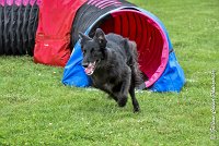 013 HASTONE BLACK -05082017-AGI 8889AGILITY COMPIEGNE 2017 - STANDARD : 2017, 25 JUIN 2017, AGILITY COMPIEGNE 2017, AGILITY STANDARD, CAT.C, D43, HASTONE-BLACK