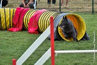 014 HASTONE BLACK -05082017-AGI 8891AGILITY COMPIEGNE 2017 - STANDARD : 2017, 25 JUIN 2017, AGILITY COMPIEGNE 2017, AGILITY STANDARD, CAT.C, D43, HASTONE-BLACK