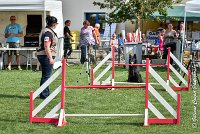 018 HASTONE BLACK -05082017-AGI 0191AGILITY COMPIEGNE 2017 - AGILITY 1 : 2017, 25 JUIN 2017, AGILITY 1, AGILITY COMPIEGNE 2017, CAT.C, D43, HASTONE-BLACK