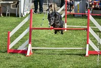 020 HASTONE BLACK -05082017-AGI 0193AGILITY COMPIEGNE 2017 - AGILITY 1 : 2017, 25 JUIN 2017, AGILITY 1, AGILITY COMPIEGNE 2017, CAT.C, D43, HASTONE-BLACK