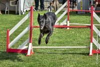 021 HASTONE BLACK -05082017-AGI 0194AGILITY COMPIEGNE 2017 - AGILITY 1 : 2017, 25 JUIN 2017, AGILITY 1, AGILITY COMPIEGNE 2017, CAT.C, D43, HASTONE-BLACK