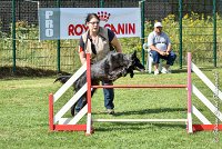 022 HASTONE BLACK -05082017-AGI 0196AGILITY COMPIEGNE 2017 - AGILITY 1 : 2017, 25 JUIN 2017, AGILITY 1, AGILITY COMPIEGNE 2017, CAT.C, D43, HASTONE-BLACK