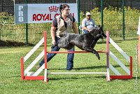 023 HASTONE BLACK -05082017-AGI 0197AGILITY COMPIEGNE 2017 - AGILITY 1 : 2017, 25 JUIN 2017, AGILITY 1, AGILITY COMPIEGNE 2017, CAT.C, D43, HASTONE-BLACK