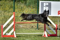 024 HASTONE BLACK -05082017-AGI 0198AGILITY COMPIEGNE 2017 - AGILITY 1 : 2017, 25 JUIN 2017, AGILITY 1, AGILITY COMPIEGNE 2017, CAT.C, D43, HASTONE-BLACK