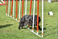 025 HASTONE BLACK -05082017-AGI 0200AGILITY COMPIEGNE 2017 - AGILITY 1 : 2017, 25 JUIN 2017, AGILITY 1, AGILITY COMPIEGNE 2017, CAT.C, D43, HASTONE-BLACK