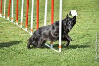 026 HASTONE BLACK -05082017-AGI 0201AGILITY COMPIEGNE 2017 - AGILITY 1 : 2017, 25 JUIN 2017, AGILITY 1, AGILITY COMPIEGNE 2017, CAT.C, D43, HASTONE-BLACK
