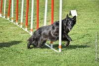 026 HASTONE BLACK -05082017-AGI 0201AGILITY COMPIEGNE 2017 - AGILITY 1 : 2017, 25 JUIN 2017, AGILITY 1, AGILITY COMPIEGNE 2017, CAT.C, D43, HASTONE-BLACK