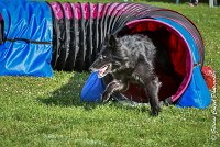 027 HASTONE BLACK -05082017-AGI 0202AGILITY COMPIEGNE 2017 - AGILITY 1 : 2017, 25 JUIN 2017, AGILITY 1, AGILITY COMPIEGNE 2017, CAT.C, D43, HASTONE-BLACK