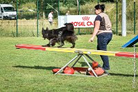 029 HASTONE BLACK -05082017-AGI 0205AGILITY COMPIEGNE 2017 - AGILITY 1 : 2017, 25 JUIN 2017, AGILITY 1, AGILITY COMPIEGNE 2017, CAT.C, D43, HASTONE-BLACK