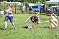 003 HEIDI -05082017-AGI 9810AGILITY COMPIEGNE 2017 - STANDARD : 2017, 25 JUIN 2017, AGILITY COMPIEGNE 2017, AGILITY STANDARD, CAT.D, D92, HEIDI