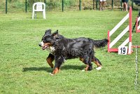 005 HEIDI -05082017-AGI 9812AGILITY COMPIEGNE 2017 - STANDARD : 2017, 25 JUIN 2017, AGILITY COMPIEGNE 2017, AGILITY STANDARD, CAT.D, D92, HEIDI