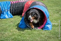 010 HEIDI -AGI 9818 : 05 AOUT 2017, 2017, AGILITY COMPIEGNE 2017, HEIDI