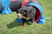 011 HEIDI -AGI 9819 : 05 AOUT 2017, 2017, AGILITY COMPIEGNE 2017, HEIDI