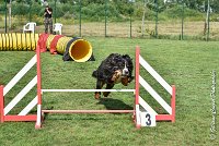 013 HEIDI -05082017-AGI 9822AGILITY COMPIEGNE 2017 - STANDARD : 2017, 25 JUIN 2017, AGILITY COMPIEGNE 2017, AGILITY STANDARD, CAT.D, D92, HEIDI