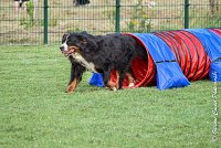 015 HEIDI -05082017-AGI 1202AGILITY COMPIEGNE 2017 : 2017, 25 JUIN 2017, AGILITY 2, AGILITY COMPIEGNE 2017, CAT.D, D92, HEIDI