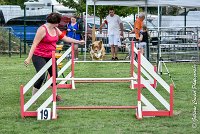 001 JYNKA -05082017-AGI 9017AGILITY COMPIEGNE 2017 - STANDARD : 2017, 25 JUIN 2017, AGILITY COMPIEGNE 2017, AGILITY STANDARD, CAT.C, D51, JYNKA