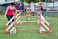 002 JYNKA -05082017-AGI 9018AGILITY COMPIEGNE 2017 - STANDARD : 2017, 25 JUIN 2017, AGILITY COMPIEGNE 2017, AGILITY STANDARD, CAT.C, D51, JYNKA