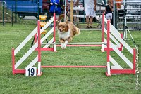 004 JYNKA -05082017-AGI 9020AGILITY COMPIEGNE 2017 - STANDARD : 2017, 25 JUIN 2017, AGILITY COMPIEGNE 2017, AGILITY STANDARD, CAT.C, D51, JYNKA