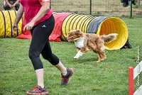 006 JYNKA -05082017-AGI 9023AGILITY COMPIEGNE 2017 - STANDARD : 2017, 25 JUIN 2017, AGILITY COMPIEGNE 2017, AGILITY STANDARD, CAT.C, D51, JYNKA