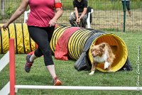 012 JYNKA -05082017-AGI 9031AGILITY COMPIEGNE 2017 - STANDARD : 2017, 25 JUIN 2017, AGILITY COMPIEGNE 2017, AGILITY STANDARD, CAT.C, D51, JYNKA