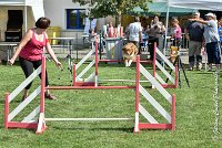 016 JYNKA -05082017-AGI 0044AGILITY COMPIEGNE 2017 - AGILITY 1 : 2017, 25 JUIN 2017, AGILITY 1, AGILITY COMPIEGNE 2017, CAT.C, D51, JYNKA