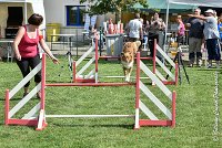 017 JYNKA -05082017-AGI 0045AGILITY COMPIEGNE 2017 - AGILITY 1 : 2017, 25 JUIN 2017, AGILITY 1, AGILITY COMPIEGNE 2017, CAT.C, D51, JYNKA