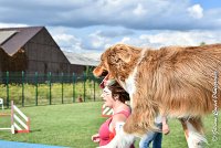 020 JYNKA -05082017-AGI 0048AGILITY COMPIEGNE 2017 - AGILITY 1 : 2017, 25 JUIN 2017, AGILITY 1, AGILITY COMPIEGNE 2017, CAT.C, D51, JYNKA