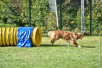 021 JYNKA -05082017-AGI 0049AGILITY COMPIEGNE 2017 - AGILITY 1 : 2017, 25 JUIN 2017, AGILITY 1, AGILITY COMPIEGNE 2017, CAT.C, D51, JYNKA