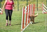 022 JYNKA -05082017-AGI 0054AGILITY COMPIEGNE 2017 - AGILITY 1 : 2017, 25 JUIN 2017, AGILITY 1, AGILITY COMPIEGNE 2017, CAT.C, D51, JYNKA