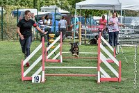 001 LACHEUSE-05082017-AGI 9846AGILITY COMPIEGNE 2017 - STANDARD : 2017, 25 JUIN 2017, AGILITY COMPIEGNE 2017, AGILITY STANDARD, CAT.A, D02, LACHEUSE