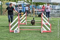 002 LACHEUSE-05082017-AGI 9847AGILITY COMPIEGNE 2017 - STANDARD : 2017, 25 JUIN 2017, AGILITY COMPIEGNE 2017, AGILITY STANDARD, CAT.A, D02, LACHEUSE