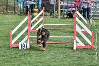 004 LACHEUSE-05082017-AGI 9849AGILITY COMPIEGNE 2017 - STANDARD : 2017, 25 JUIN 2017, AGILITY COMPIEGNE 2017, AGILITY STANDARD, CAT.A, D02, LACHEUSE