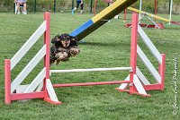 007 LACHEUSE-05082017-AGI 9855AGILITY COMPIEGNE 2017 - STANDARD : 2017, 25 JUIN 2017, AGILITY COMPIEGNE 2017, AGILITY STANDARD, CAT.A, D02, LACHEUSE