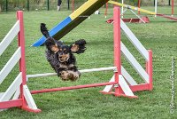 008 LACHEUSE-05082017-AGI 9856AGILITY COMPIEGNE 2017 - STANDARD : 2017, 25 JUIN 2017, AGILITY COMPIEGNE 2017, AGILITY STANDARD, CAT.A, D02, LACHEUSE