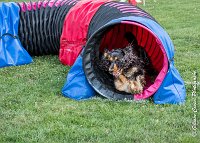 009 LACHEUSE-AGI 9857 : 05 AOUT 2017, 2017, AGILITY COMPIEGNE 2017, FT 13X18, LACHEUSE