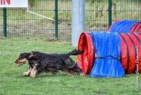 011 LACHEUSE-05082017-AGI 9861AGILITY COMPIEGNE 2017 - STANDARD : 2017, 25 JUIN 2017, AGILITY COMPIEGNE 2017, AGILITY STANDARD, CAT.A, D02, LACHEUSE