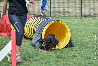 013 LACHEUSE-05082017-AGI 9864AGILITY COMPIEGNE 2017 - STANDARD : 2017, 25 JUIN 2017, AGILITY COMPIEGNE 2017, AGILITY STANDARD, CAT.A, D02, LACHEUSE