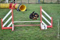 015 LACHEUSE-05082017-AGI 9866AGILITY COMPIEGNE 2017 - STANDARD : 2017, 25 JUIN 2017, AGILITY COMPIEGNE 2017, AGILITY STANDARD, CAT.A, D02, LACHEUSE