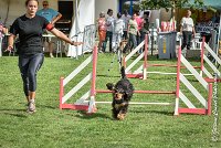 017 LACHEUSE-05082017-AGI 0565AGILITY COMPIEGNE 2017 - AGILITY 1 : 2017, 25 JUIN 2017, AGILITY 1, AGILITY COMPIEGNE 2017, CAT.A, D02, LACHEUSE