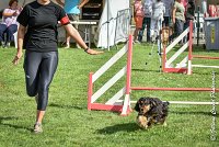 018 LACHEUSE-05082017-AGI 0566AGILITY COMPIEGNE 2017 - AGILITY 1 : 2017, 25 JUIN 2017, AGILITY 1, AGILITY COMPIEGNE 2017, CAT.A, D02, LACHEUSE