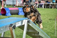 019 LACHEUSE-05082017-AGI 0567AGILITY COMPIEGNE 2017 - AGILITY 1 : 2017, 25 JUIN 2017, AGILITY 1, AGILITY COMPIEGNE 2017, CAT.A, D02, LACHEUSE