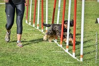 023 LACHEUSE-05082017-AGI 0575AGILITY COMPIEGNE 2017 - AGILITY 1 : 2017, 25 JUIN 2017, AGILITY 1, AGILITY COMPIEGNE 2017, CAT.A, D02, LACHEUSE