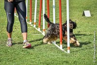 024 LACHEUSE-05082017-AGI 0576AGILITY COMPIEGNE 2017 - AGILITY 1 : 2017, 25 JUIN 2017, AGILITY 1, AGILITY COMPIEGNE 2017, CAT.A, D02, LACHEUSE