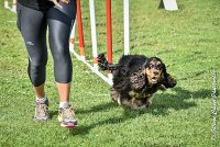 025 LACHEUSE-05082017-AGI 0578AGILITY COMPIEGNE 2017 - AGILITY 1 : 2017, 25 JUIN 2017, AGILITY 1, AGILITY COMPIEGNE 2017, CAT.A, D02, LACHEUSE