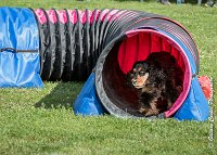 026 LACHEUSE-AGI 0579 : 05 AOUT 2017, 2017, AGILITY COMPIEGNE 2017, LACHEUSE