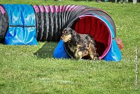 027 LACHEUSE-05082017-AGI 0580AGILITY COMPIEGNE 2017 - AGILITY 1 : 2017, 25 JUIN 2017, AGILITY 1, AGILITY COMPIEGNE 2017, CAT.A, D02, LACHEUSE