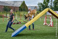 009 LIZZY -05082017-AGI 8863AGILITY COMPIEGNE 2017 - STANDARD : 2017, 25 JUIN 2017, AGILITY COMPIEGNE 2017, AGILITY STANDARD, CAT.C, D42, LIZZY