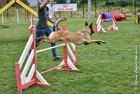 012 LIZZY -05082017-AGI 8866AGILITY COMPIEGNE 2017 - STANDARD : 2017, 25 JUIN 2017, AGILITY COMPIEGNE 2017, AGILITY STANDARD, CAT.C, D42, LIZZY