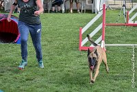 017 LIZZY -05082017-AGI 0210AGILITY COMPIEGNE 2017 - AGILITY 1 : 2017, 25 JUIN 2017, AGILITY 1, AGILITY COMPIEGNE 2017, CAT.C, D42, LIZZY