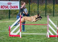 019 LIZZY -AGI 0213 : 05 AOUT 2017, 2017, AGILITY COMPIEGNE 2017, LIZZY